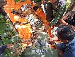 Masyarakat Dilarang Pasang Jerat Satwa Demi Lestarikan Harimau Sumatera