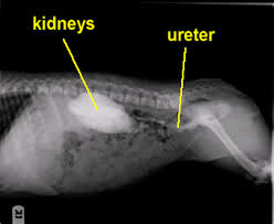 If the cat has bladder stones, a stone, or group of stones, will be seen in the urinary bladder, or other parts of the urinary system such as the kidney, ureter, or urethra.10 x research source the merck/merial manual for pet health, <i>urinary stones (uroliths, calcili)'</i>, p. Ectopic Ureters Mar Vista Animal Medical Center