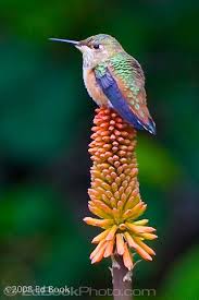 Hummingbird Sitting On The Top Of A Red Hot Poker Flower Hayvanlar Resimler Ve Kus