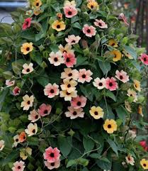 Image result for Thunbergianthus