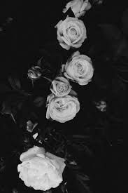 Pin By Aesthetics On Do You Love Flowers In 2020 Black Aesthetic Wallpaper Black And White Roses Black And White Picture Wall