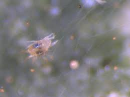 Allow it to dry overnight, then rinse the plants in the morning. How To Kill Tiny White Bugs In Houseplant Soil 2021 A Nest With A Yard
