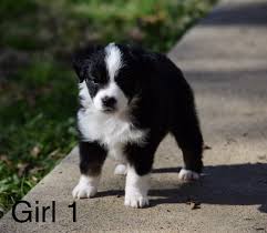 They are born and raised in the house where they are around other dogs. Miniature Australian Shepherd Puppies For Sale Kemp Tx 319765
