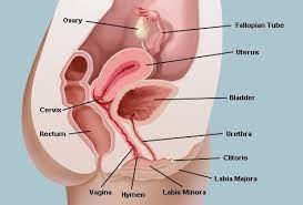 Diagram showing the stomach of. Female Reproductive System Organs Function And More
