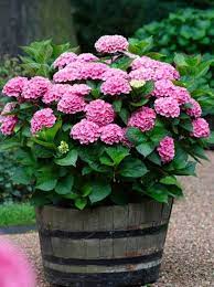 Pin On Hydrangeas