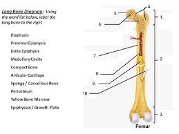 Midsection (shaft) of a long bone. Holes Essentials Of Human Anatomy Physiology Unit 3