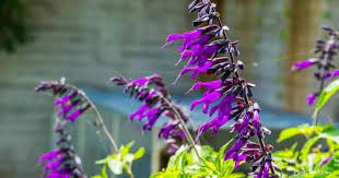 How did sage salvia'amistad'survive zone 7? Salvia Amistad Care How To Grow Friendship Sage