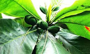 All About Indian Almond Leaves For Betta Fish Bettafishy Com Betta Fish Care Betta Betta Fish
