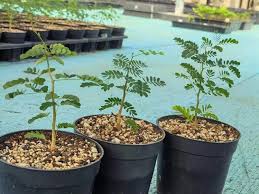 Image result for Acacia burkei