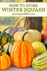 Bake, steam, put in stews, and roast the seeds, or of course make a pumpkin pie. How To Harvest Cure And Store Winter Squash