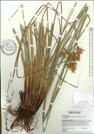 Image result for Juncus exsertus