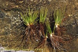 Image result for Isoetes alstonii