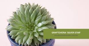 Maybe you would like to learn more about one of these? Echeveria Violet Queen Succulents And Sunshine