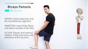 It consists of two parts: Biceps Femoris Muscle Anatomy Joetherapy Youtube