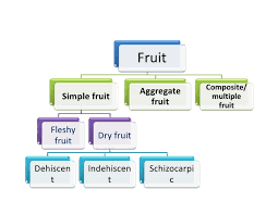 Morphology Of Fruits