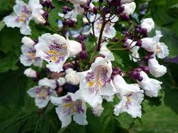 Image result for Catalpa