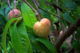 Image result for Annona reticulata
