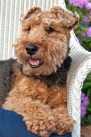 Click a button below to see details and availability of puppies in that breed: 900 Welsh Terriers Like My Charlie Ideas In 2021 Welsh Terrier Terrier Welsh