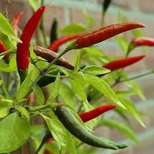 Image result for Capsicum frutescens