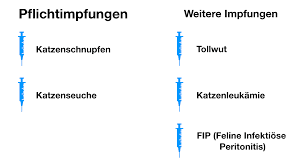 Die impfung gegen katzenschnupfen (fcv) muss jährlich wiederholt werden. Impfungen Fur Die Katzenpension Welche Impfungen Braucht Deine Katze