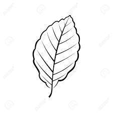 ブナの葉の白黒ベクトルイラストのイラスト素材 ベクタ Image 93046809