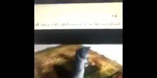Namaz Kilan Kedi Sasirtti Memurlar Net