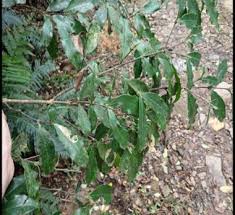 Image result for Cassipourea congoensis