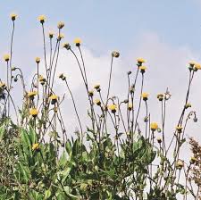 Image result for Crassocephalum vitellinum