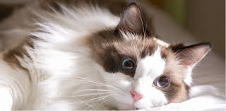 The ragdoll is a cat breed with a color point coat and blue eyes. 10 Things You Should Know About Ragdoll Cats