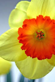 Daffodil Beautiful Flowers Amazing Flowers Pretty Flowers