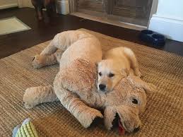 Beverly Also Loves Her Ikea Stuffed Animal Animals Dog Stuffed Animal Dog Love