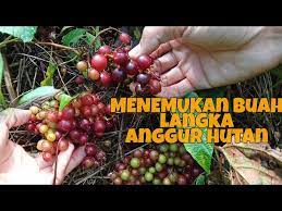 Jaringan yang menyusun tumbuhan terdiri dari dua yaitu jaringan meristem dan jaringan dewasa. Menemukan Anggur Hutan Youtube