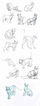 You will find here more than 400,000 photos. Cat S Body By Sofmer On Deviantart Animal Drawings Cat Drawing Tutorial Cats Art Drawing