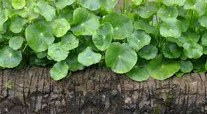 Maybe you would like to learn more about one of these? Bitter Kola The 7 Health Benefits Of This Plant Are Incredible Pulse Nigeria