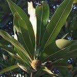 Image result for Breonadia