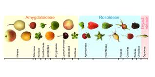 Image result for Rosaceae