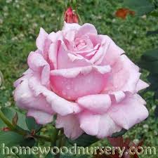 In 2004 as 'memorial day'. Homewood Grown Roses
