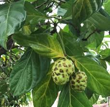 It has rounded branches, dark shiny noni fruit is also known for its effectiveness in protecting against liver diseases. Noni Monograph Herbrally