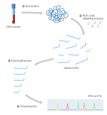 Permanent copy of the genetic information. What Is A Dna Fingerprint Facts Yourgenome Org