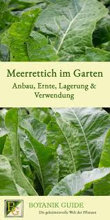 Meerrettich Im Garten Abau Ernte Lagerung Verwendung Meerrettich Pflanzen Meerrettich Ernte