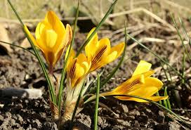 May 28, 2021 · spring weather is unpredictable, yet spring flowers are hardy enough to handle it. Crocus Yellow Flowers Early Spring Free Photo On Pixabay
