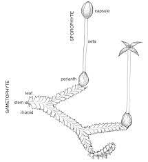 Liverworts, also traditionally called the hepaticae, are one of the monophyletic groups that are among the apomorphies of liverworts are (1) distinctive oil bodies and (2) specialized structures. Liverwort Diagram With Parts Labeled California Native Plants Art Academia Diagram