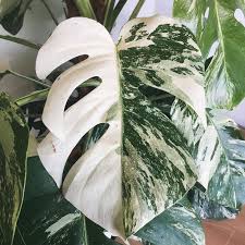 Monstera Deliciosa Variegated Thai Constellation Tropics Home Variegated Plants Plants House Plants