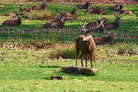 Presented by sir david attenborough. Deer In Richmond Park Richmond Park The Royal Parks