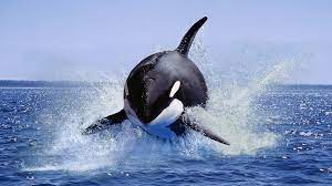 Orcas: News, features and articles | Live Science