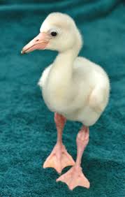 Birds That Start With An S Pin By Zooborns On Zooborns Flamingo Pictures Pet Birds Beautiful Birds
