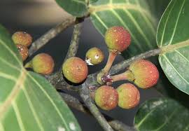 Image result for Ficus trichopoda