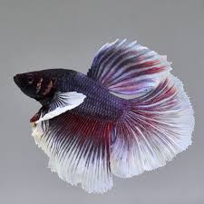 Live Betta Fish Dumbo Grey Lavender Dc31 From Thailand Betta Betta Fish Fish