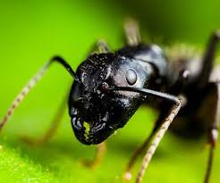 Crawl space mistakes could wind up costing you thousands of dollars or the sale of your home. Guard Pest Control Effective Pest Management In Snohomish Wa