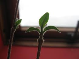 Image result for Strophanthus kombe